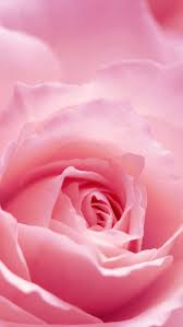 Check spelling or type a new query. Free Light Pink Rose Flower Computer Desktop Wallpaper Pink Wallpaper Iphone Rose Flower Hd Pink Rose Flower