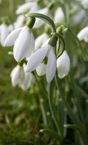Brodsworth Snowdrops Beautiful Flowers Spring Flowers First Flowers Of Spring