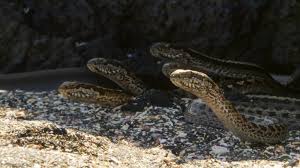 The Island You Should Keep Away: Snake Island – LifePinner Blog