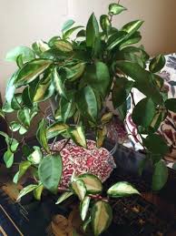 Hoya carnosa krimson princess flower. Photo Of The Entire Plant Of Krimson Princess Hoya Hoya Carnosa Rubra Posted By Alyssablue Garden Org