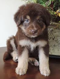 Browse the largest, most trusted source of mini goldendoodle puppies for sale. Labradoodle Puppies For Sale Labradoodle Breeder Bordoodle Puppies Labradoodle Puppy Bordoodle Labradoodle Puppies For Sale