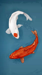The large shag rug really helps give it a youthful vibe. Koi Fish Wallpapers Ixpap