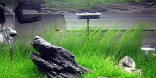 Submersed plants are the most popular type of grass bass anglers target throughout the country. Proper Way To Grow Dwarf Hair Grass The Aquarium Guide