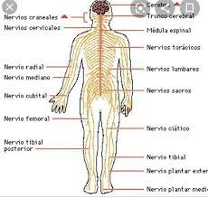 El sistema nervioso es un complejo conjunto de células encargadas de dirigir, supervisar y controlar todas las funciones y. Esquema Mencionando Las Caracteristicas Del Sistema Nervioso Con Su Dibujo Brainly Lat