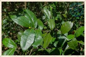 Image result for Ochna ovata