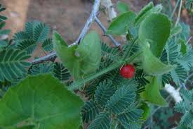 Image result for Kedrostis