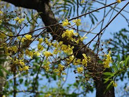 Image result for Peltophorum africanum