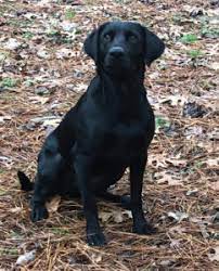 The labrador retriever is also the most popular purebred dog in america for the 21st straight year.more than twice as many labs were registered than any other breed making it a likely leader for many years to come. Black Labrador Retriever For Sale Chocolate Lab Hunting Puppies For Sale Bailiwick Retrievers