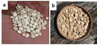 Image result for Telfairia pedata