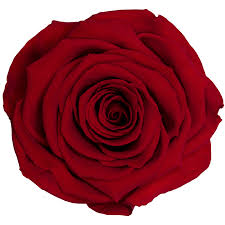 Wholesale Preserved Roses — Plenty Flowers