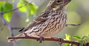Sparrow Birds Of Colorado Identification Pin On Birds Finches