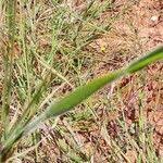 Image result for Fuirena pubescens