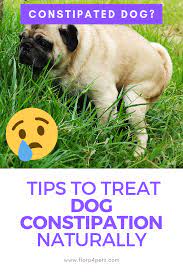 Packed with solutions and ideas for treating common health issues for your dog at home. Pin On Dog Health