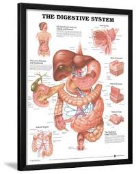 The Digestive System Anatomical Chart Poster Lamina Framed