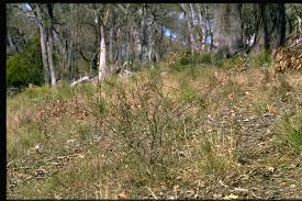 Image result for Indigofera adenoides