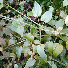 Image result for Galium scabrellum