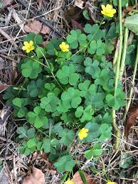 Check spelling or type a new query. Yellow Wood Sorrel Small Plant Big Taste Four Season Foraging