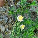 Image result for Felicia muricata