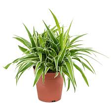 Image result for Chlorophytum lancifolium