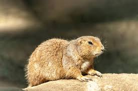 Image result for Cynomys gunnisoni obrázek