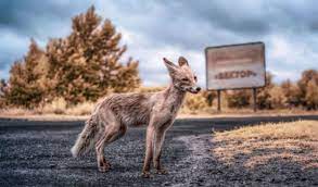 Дикие животные в зоне отчуждения. Chernobyl Raj Dlya Stalkera Belorusskij Fotograf Snimaet Pripyat S Infrakrasnym Filtrom
