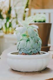 Hand painted cereus with red flower and green succulent isolated on white background. Hd Wallpaper Green Succulent Plant In White Pot Decor Flora Flower Flower Vase Wallpaper Flare