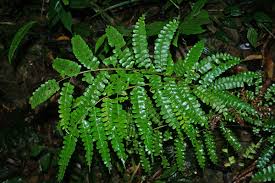 Image result for Didymochlaena