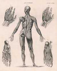 Anatomical drawing of human body. A Human Body Showing The Muscles Drawing By Mary Evans Picture Library