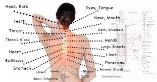 Explore over 6700 anatomic structures and more than 670 000 translated medical labels. Diagram Body Organs Diagram From Back Full Version Hd Quality From Back Diagrammi Fimaanapoli It