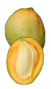 Mango tree zill variety grafted. Mango Tree Zill Variety Grafted