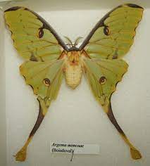 Maybe you would like to learn more about one of these? Argema Wikipedia