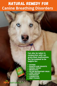 However, sometimes a cough can be a sign of lung cancer in dogs. Resp Aid For Dogs Keeping Your Dog Healthy Dogs Shortness Of Breath Upper Respiratory Infection