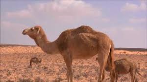 Read urdu stories, urdu novels, also historical stories romance stories, love stories, children stories, husband and wife stories, imran series, naseem hijazi novels and other more writers stories. The She Camel Of Allah Herunterladen