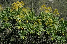 Image result for Solanecio cydoniifolius
