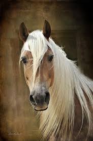 Halflinger By Karen Slagle Horses Pretty Horses Beautiful Horses