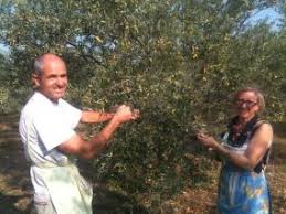 Huile D Olive Domaine Laffon Bio66 Consommer Bio En Pays Catalan