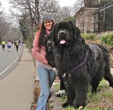 Newfoundland Dog Info And Pictures In 2020 Big Dog Breeds Beautiful Dogs Dogs