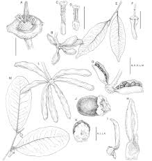 Image result for Xylopia lukei