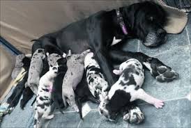 Please email for photos blackforestdanes@q.com Great Dane Gives Birth To 19 Puppies Life With Dogs Great Dane Puppy Litter Puppies