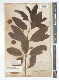 Image result for Combretum acutifolium
