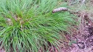Image result for Carex angolensis