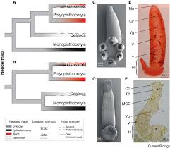 Image result for Cyclocotyla