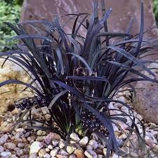 Ophiopogon Nigrescens Black Mondo Evergreen Shrub Hardy Black Mondo Grass Mondo Grass Grasses Landscaping