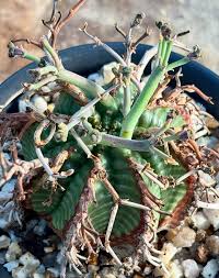 Image result for Euphorbia davyi