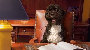 Former president barack obama on saturday announced the death of his dog, bo, whom his family brought to the white house in 2009 shortly after he took office. The Onion On Twitter Departing Bo Obama Lands K Street Lobbyist Position Https T Co Wnivepjfkz