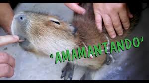 Maybe you would like to learn more about one of these? Amamantando A Carpincho Bebe Youtube