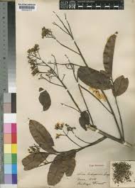 Image result for Lovoa swynnertonii