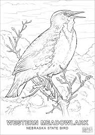 864 x 1152 jpeg 254 кб. Realistic Western Meadowlark Coloring Page Coloringbay