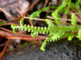 Image result for Selaginellaceae