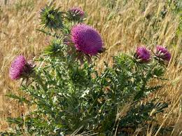 Weed with purple flowers and spikes. Thorn Weed Plant With Pink Flowers On Stock Image Colourbox